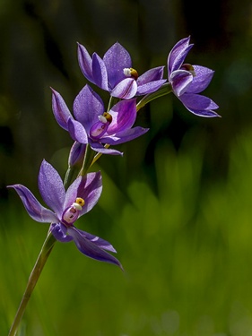 WildflowerPhotography by John Organ